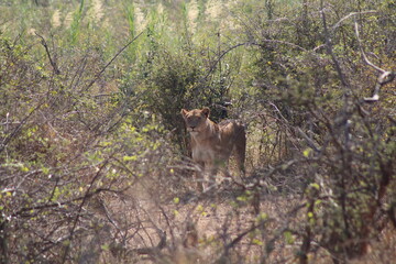 lioness in the grass