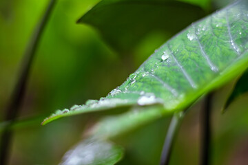 Obraz premium Fresh Green Closeup of Taro (Colocasia esculenta) Plant Leaves with Rain Drops or Morning Dew. Also known as Elephant Ear Plants or Arbi Leaf in Hindi.