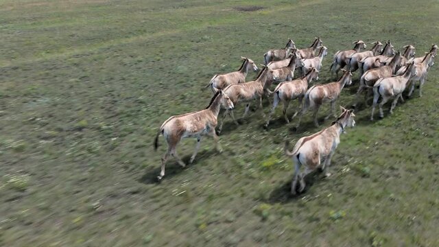 Aerial view on the herd of kulans runs in the stepe. Rewilding Europe in Ukraine released herd of Asiatic wild ass (Equus hemionus kulan) for acclimatization in quarantine zone of Tarutino steppe