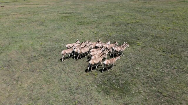 Aerial view on the herd of kulans goes in the stepe. Rewilding Europe in Ukraine released herd of Asiatic wild ass (Equus hemionus kulan) for acclimatization in quarantine zone of Tarutino steppe