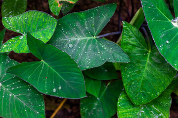 Fresh Green Closeup of Taro (Colocasia esculenta) Plant Leaves with Rain Drops or Morning Dew. Also known as Elephant Ear Plants or Arbi Leaf in Hindi.