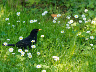 (Turdus merula) Un merle noir sautillant dans l'herbe la tête penchée à l'affût de petits vers