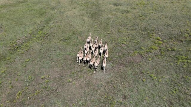 Aerial view on the herd of kulans goes in the stepe. Rewilding Europe in Ukraine released herd of Asiatic wild ass (Equus hemionus kulan) for acclimatization in quarantine zone of Tarutino steppe
