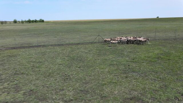 Aerial view on the herd of kulans walk along the fence. Rewilding Europe in Ukraine released herd of Asiatic wild ass (Equus hemionus kulan) for acclimatization in quarantine zone of Tarutino stepe