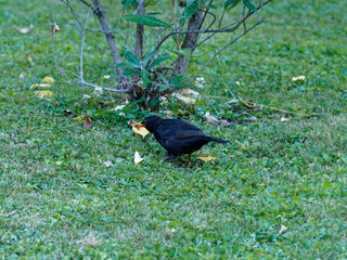 (Turdus merula) Un merle noir la tête penchée, un petit vers dans le bec