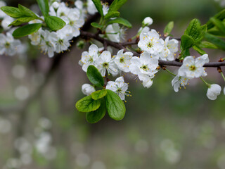 White cherry blossoms in spring sun tender bokeh