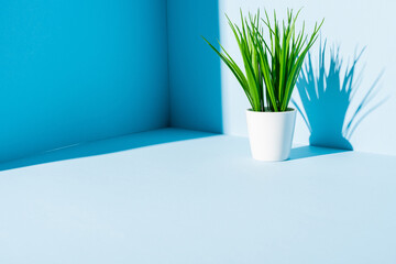 green plant in white flowerpot on blue background