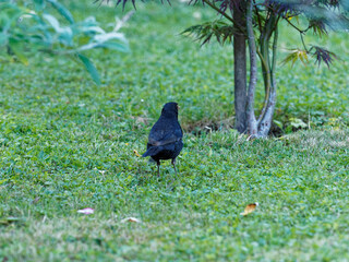 (Turdus merula) Un merle noir sautillant dans l'herbe la tête penchée à l'affût de petits vers