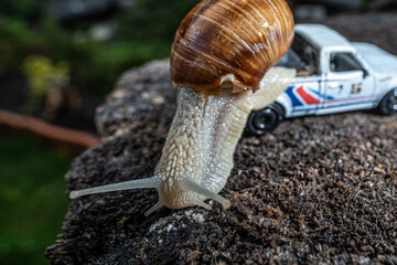 Snail on toy car mountain background cloudy sky Schnecke auf Auto 