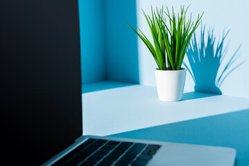 selective focus of modern laptop on blue workplace with green plant