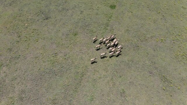 Aerial view on the herd of kulans walking in the stepe. Rewilding Europe in Ukraine released herd of Asiatic wild ass (Equus hemionus kulan) for acclimatization in quarantine zone of Tarutino steppe