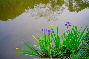 Purple irises growing along the riverside.