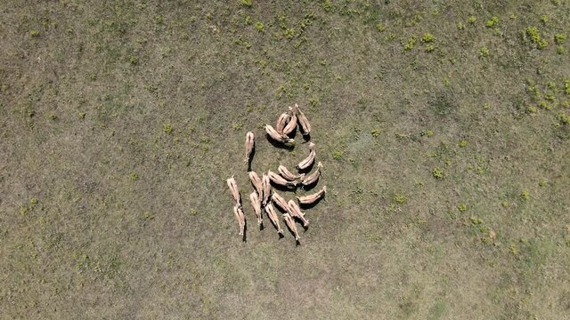 Aerial view on the herd of kulans walking in the stepe. Rewilding Europe in Ukraine released herd of Asiatic wild ass (Equus hemionus kulan) for acclimatization in quarantine zone of Tarutino steppe