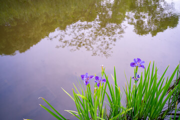 Purple irises growing along the riverside.