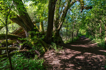 Premium hiking trail Seegang on Lake Constance