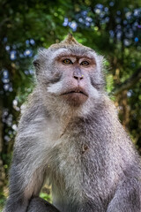 Naklejka na ściany i meble Portrait of a wild monkey in the Monkey Forest, Bali, Indonesia