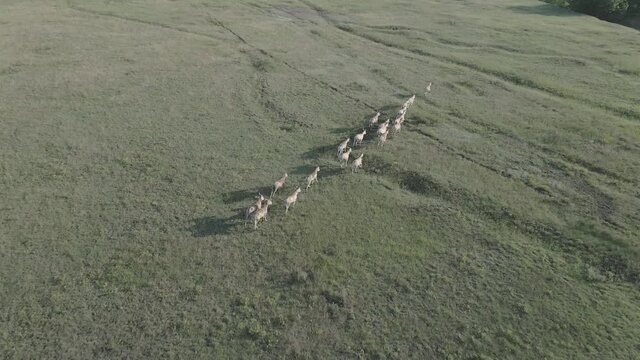 Aerial view on the herd of kulans runs in the stepe. Rewilding Europe in Ukraine released herd of Asiatic wild ass (Equus hemionus kulan) for acclimatization in quarantine zone of Tarutino steppe