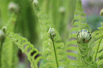 Beautyful ferns leaves green foliage natural floral fern background in sunlight. close up