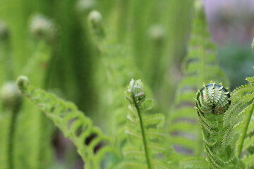Beautyful ferns leaves green foliage natural floral fern background in sunlight. close up