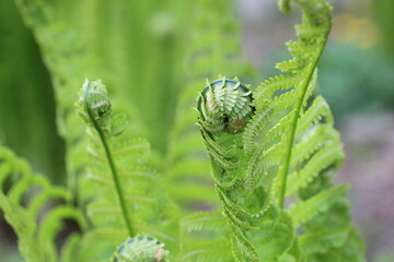 Beautyful ferns leaves green foliage natural floral fern background in sunlight. close up