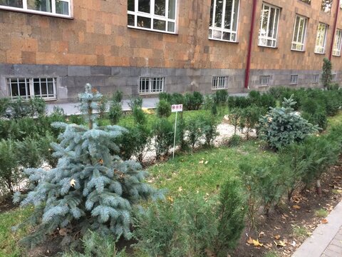 growing Christmas trees