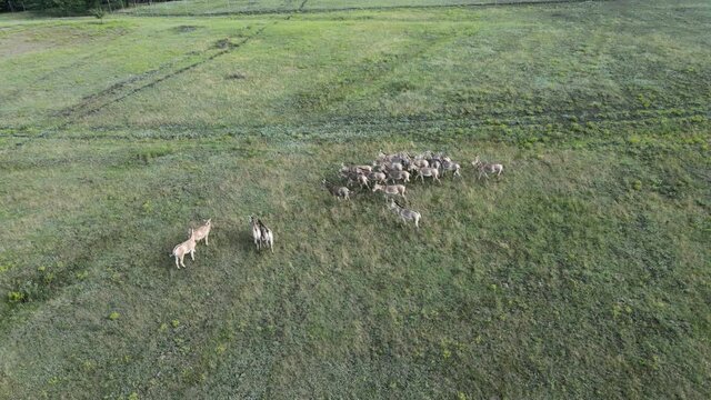 Aerial view on the herd of kulans goes in the stepe. Rewilding Europe in Ukraine released herd of Asiatic wild ass (Equus hemionus kulan) for acclimatization in quarantine zone of Tarutino steppe