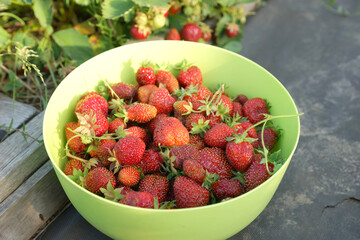 Harvest strawberries on a ridge in a garden