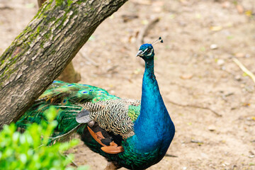 Fototapeta premium Close shot of a blue peacock walking in the meadows.