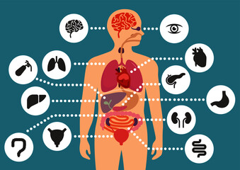 simulation of human internal organ icon set