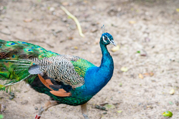 Naklejka premium Close shot of a blue peacock walking in the meadows.