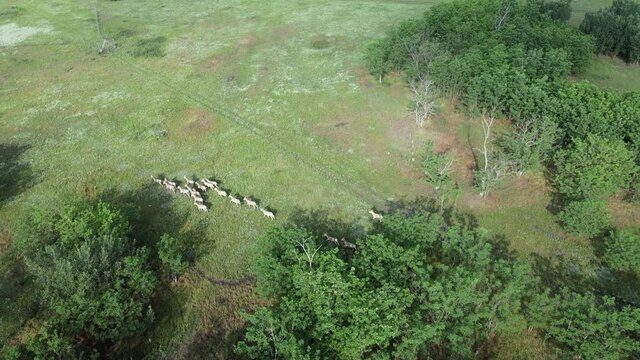 Aerial view on the herd of kulans runs in the woodcut. Rewilding Europe in Ukraine released herd of Asiatic wild ass (Equus hemionus kulan) for acclimatization in quarantine zone of Tarutino steppe