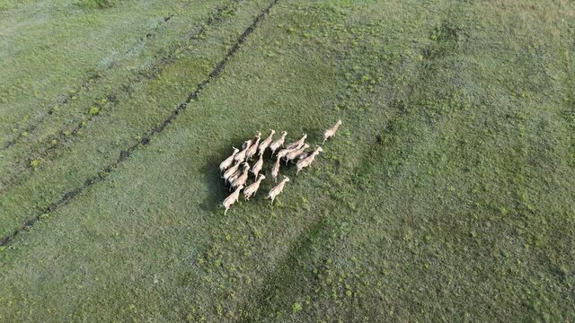 Aerial view on the herd of kulans goes in the stepe. Rewilding Europe in Ukraine released herd of Asiatic wild ass (Equus hemionus kulan) for acclimatization in quarantine zone of Tarutino steppe