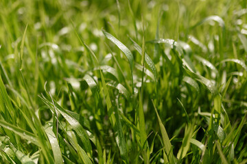 Obraz premium Horizontal view. Close up of fresh thick grass with water drops in the early morning.