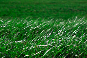 vibrant fresh green grass lawn close up nature background