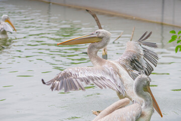 A couple of pelicans standing in a stick in a lake.