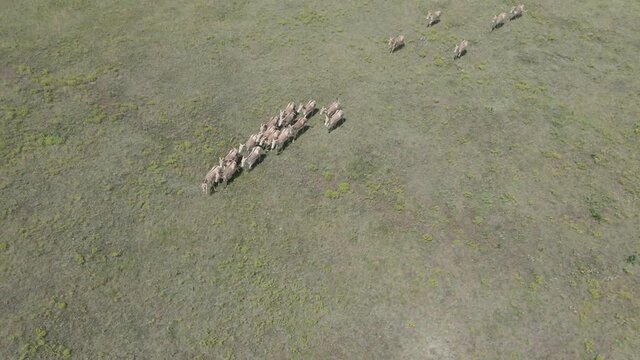 Aerial view on the herd of kulans runs in the stepe. Rewilding Europe in Ukraine released herd of Asiatic wild ass (Equus hemionus kulan) for acclimatization in quarantine zone of Tarutino steppe