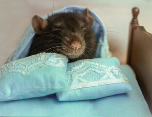 rat in a small bed