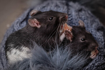 two rats on a knitted bedspread