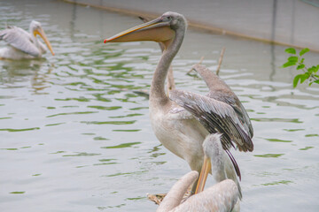 A couple of pelicans standing in a stick in a lake.