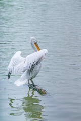 A pelican standing on a stick floating in a lake.