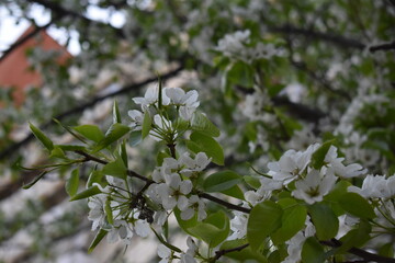 Blossom apple tree