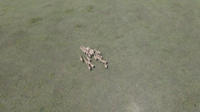 Aerial view on the herd of kulans walking in the stepe. Rewilding Europe in Ukraine released herd of Asiatic wild ass (Equus hemionus kulan) for acclimatization in quarantine zone of Tarutino steppe