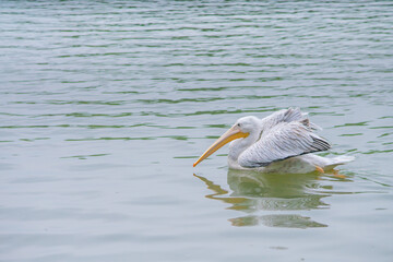 A pelican swimming in a lake.