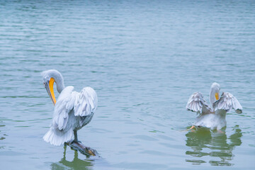 A couple of pelicans standing in a stick in a lake.
