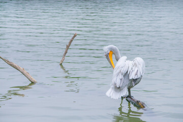 A pelican standing on a stick floating in a lake.
