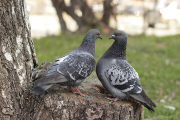 pigeons in the park