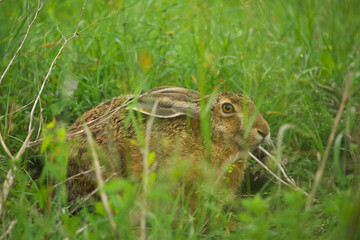 European hare - Lepus europaeus in the grass