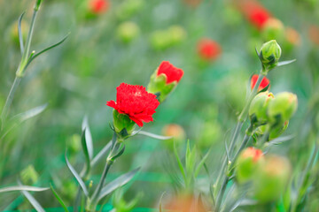 Obraz premium Carnations are in the greenhouse
