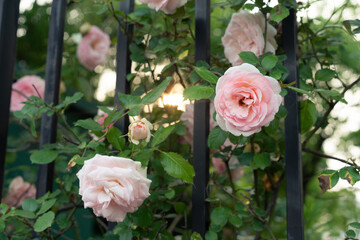 Pink Chinese roses against black metal fences.