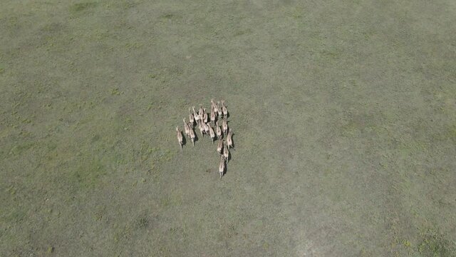 Aerial view on the herd of kulans walking in the stepe. Rewilding Europe in Ukraine released herd of Asiatic wild ass (Equus hemionus kulan) for acclimatization in quarantine zone of Tarutino steppe